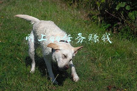 网上qq任务赚钱