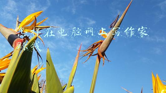 怎样在电脑网上写作家赚钱