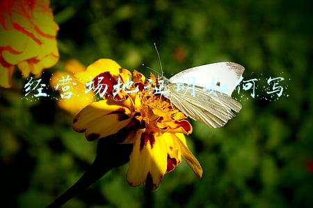 公司场地使用证明到哪里开_公司场地证明怎么开