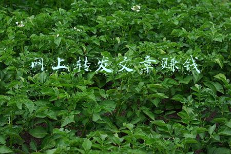 转发文章赚钱作弊(月赚几百几千的全自动转阅真假，难道真有那么好的事？)