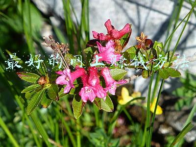 最好的网上教育平台(1月教育平台APP榜：“腾讯课堂”持续跌出千万级行列)