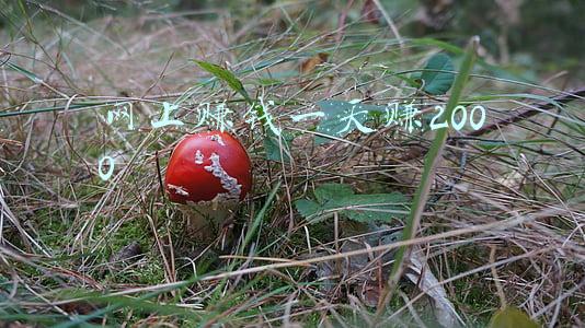 如何网上一天赚个几十块(每天操作20分钟轻松赚50元的小项目，手把手教你)