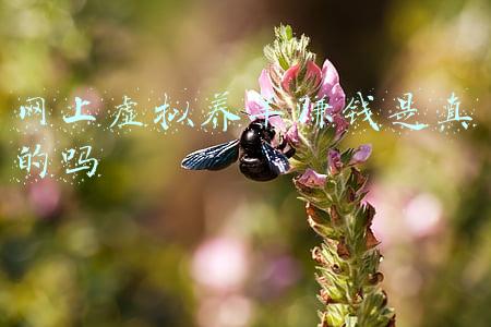 网上虚拟养羊赚钱是真的吗