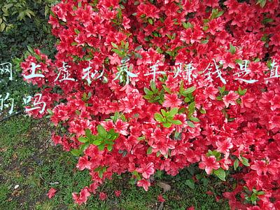 网上虚拟养羊赚钱是真的吗