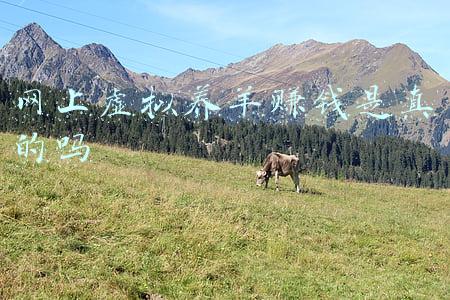 网上虚拟养羊赚钱是真的吗