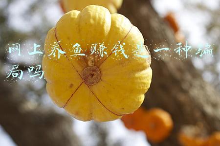 养鱼赚钱吗(养鱼能不能赚钱？用我的失败案例和朋友的成功案例给您说说)
