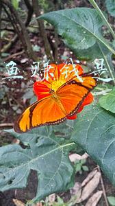 高密度养鱼是骗局吗(帆布池养殖高密度养殖？是骗局？)
