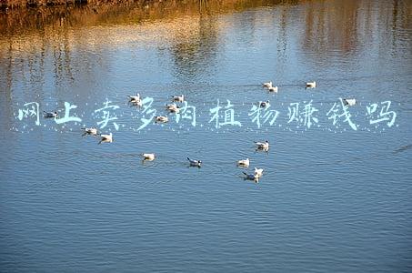 养殖多肉挣钱吗(多肉植物还赚钱吗，多肉小白还可以做这个生意吗)