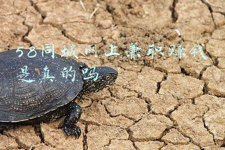 58同城兼职在线赚钱是真的吗(警惕：骗子公司“宇信科技”利用“58同城”发布招聘信息)
