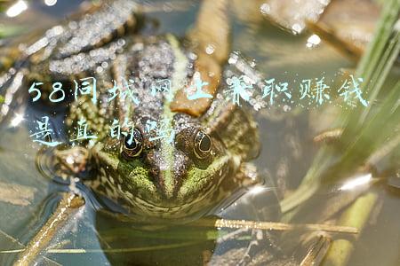 58同城网上兼职赚钱是真的吗