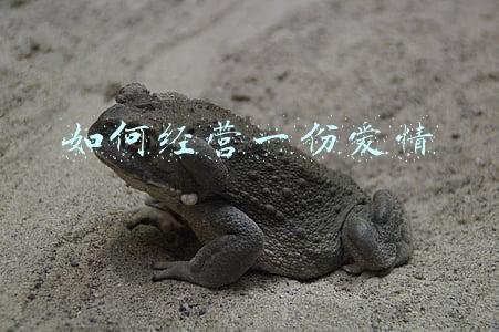 如何经营一份爱情