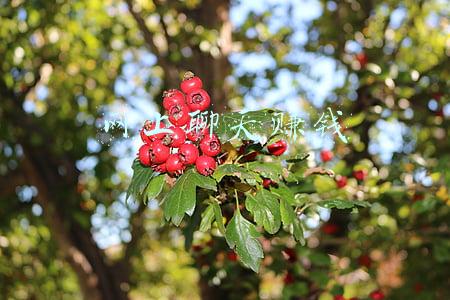 网上聊天英语(网上聊天常用到的英文 有哪些？)