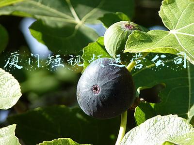 厦门短视频培训(“我来当主播”厦门同安以直播培训助特殊人群拓宽就业渠道)
