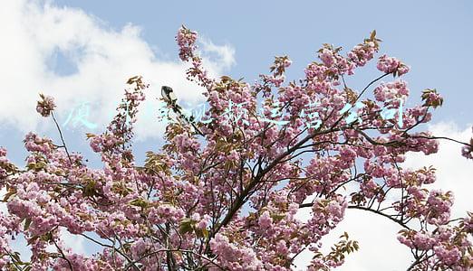 厦门短视频运营岗位(霸总、狗血的微短剧，引来长短视频平台豪赌，它能赚到钱吗？)