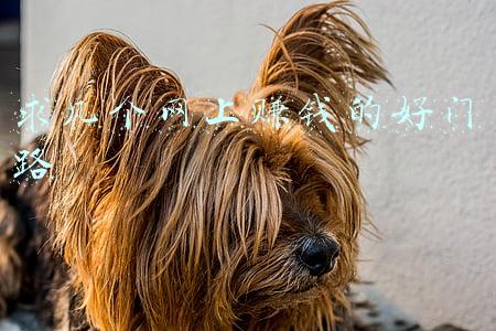 一台电脑赚钱的门路(计算机刚毕业生兼职如何挣钱？有哪些兼职？)