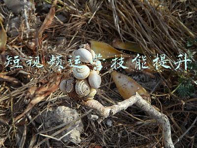 运营技能地图(突显“严选”，Morketing研究院发布2022年度营销技能地图)