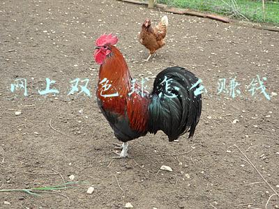 网络上怎么买双色球(双色球第21068期自己选号买入过程)