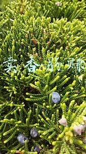 网上卖香肠需要什么手续(网售自制腊肠被指“三无”遭十倍索赔 土特产该怎么卖)