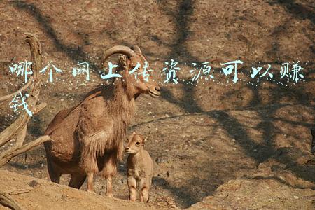 宁夏公共资源交易网(宁夏首宗地下水用水权交易在石嘴山完成)