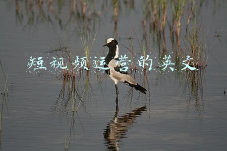 短视频运营的英文