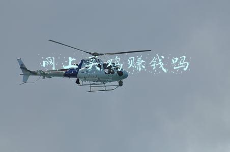网上买鸡赚钱吗