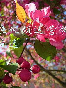 抖音短视频团队招聘(助力企业云招聘，抖音成为人社部“网络招聘毕业生专场”合作单位)