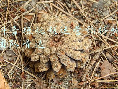 抖音短视频运营团队靠谱吗(好码网：抖音短视频代运营团队是想帮商家直播带货，还是玩套路？)