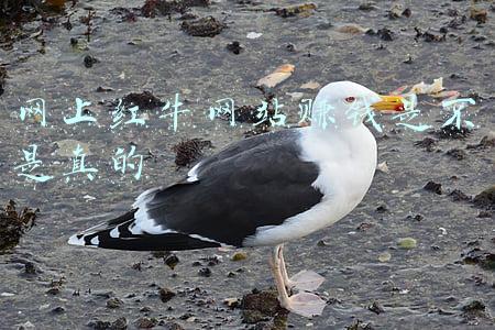 网上红牛网站赚钱是不是真的