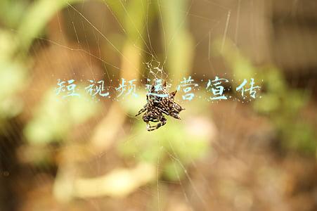 短视频运营宣传海报图(短视频海报)