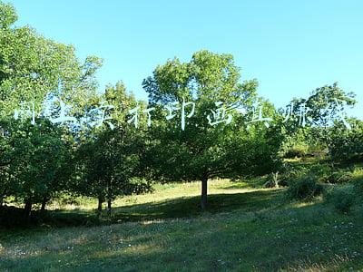 淘宝网山水画(无力偿债 上市公司大贺传媒677幅字画强制拍卖，起价100元)