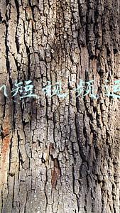 短视频mcn是什么意思(抖音mcn是什么？)