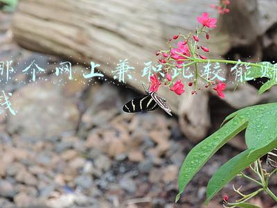 网上兼职真的能赚钱吗(线上兼职的利与弊)