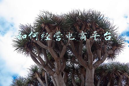 电商经营许可证(电商平台经营许可证)