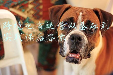 跨境电商运营从基础到实践课后答案 跨境电商运营从基础到实践课后答案