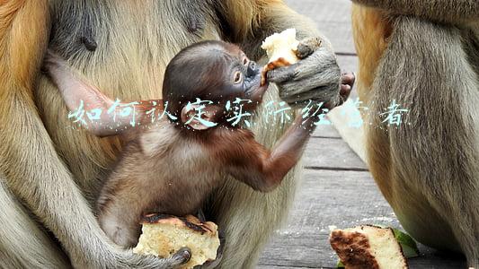 如何证明谁是实际经营者：如何认定实际经营者是儿子