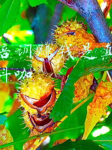 抖音培训真的假的(半月谈丨想拍短视频致富？小心培训陷阱)