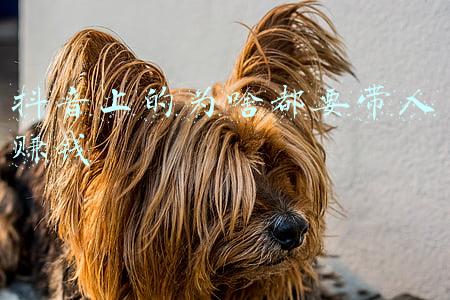 抖音上真的那么容易赚钱吗(做抖音真赚钱，连宝爷爷，宝奶都月入几万，你站在这个风口了吗？)