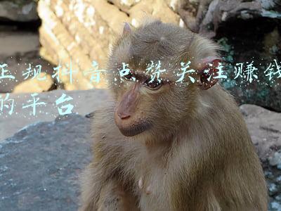 正规抖音点赞关注赚钱的平台