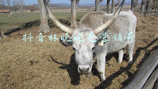 抖音林晚晚是营销号
