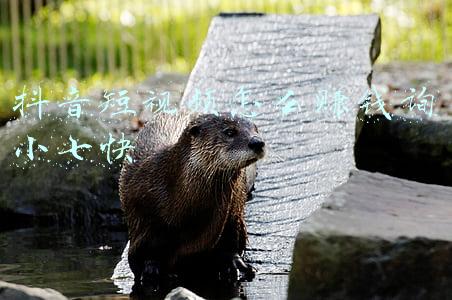 抖音短视频怎么赚钱收益(看抖音如何做有收益视频真的可以赚钱吗？)