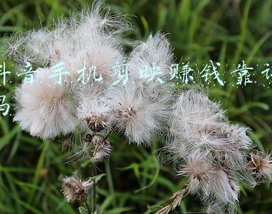 抖音手机剪映赚钱靠谱吗
