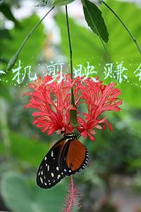 抖音手机剪映赚钱靠谱吗