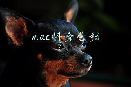 mac抖音营销