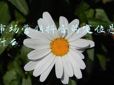 市场营销抖音的定位是什么