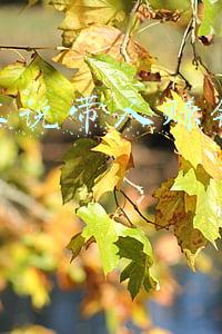 抖音上带人赚钱的是真是假(抖音上是个人都敢自称老师了)