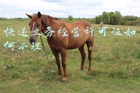 《快递业务经营许可证》《快递业务经营许可证如何办理》