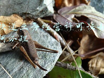 申请快递业务经营许可的条件有哪些，快递业务经营许可证怎么申请