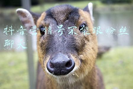 抖音营销号不能跟粉丝聊天
