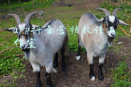 抖音运营app(字节跳动要把抖音打造成为一个“超级应用”？)