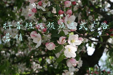 抖音短视频广告投放(抖音dou+广告投放策略！)